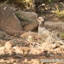 Image of Barbary Partridge
