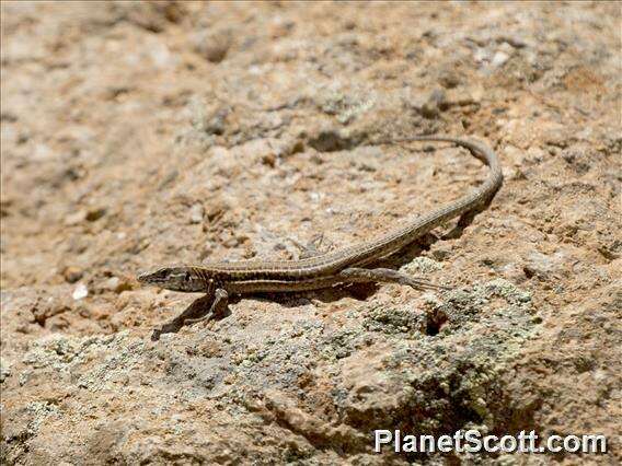 Image of Gallot's lizards