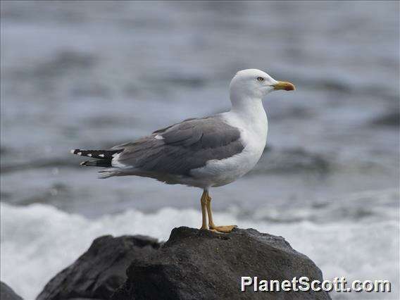 Слика од Larus Linnaeus 1758