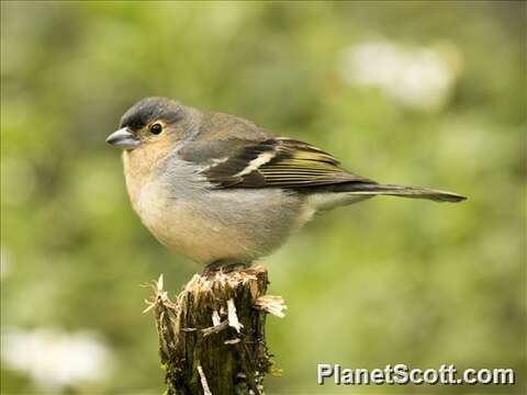 Image of Fringilla Linnaeus 1758