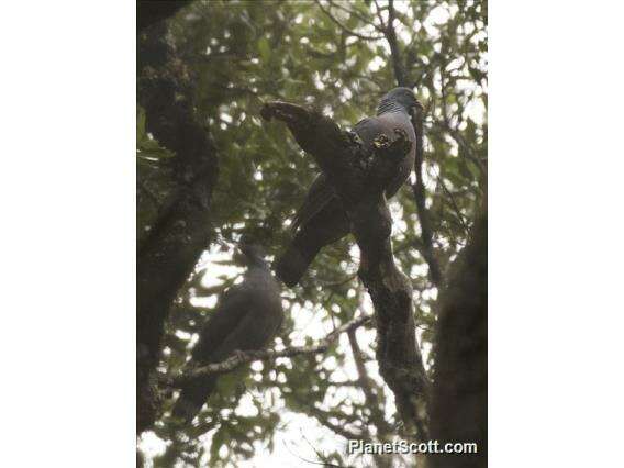 Image of Bolle's Laurel Pigeon