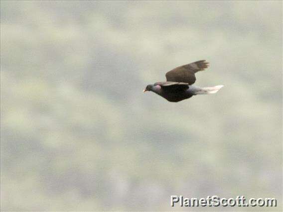 Image of Laurel Pigeon