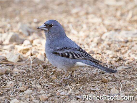 Слика од Fringilla Linnaeus 1758