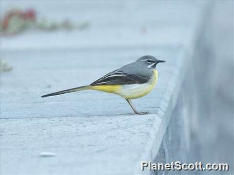 Image of Motacilla Linnaeus 1758