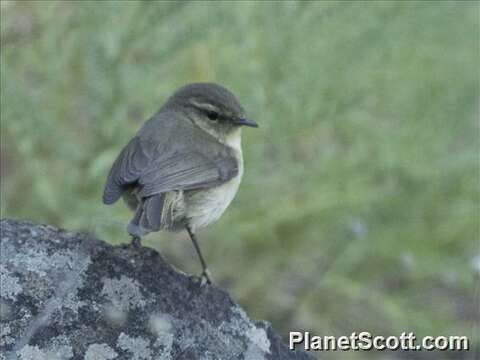 Image of Phylloscopus Boie & F 1826