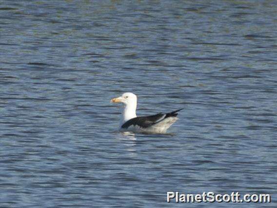 Image de Larus Linnaeus 1758