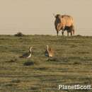 Image of Great Bustard