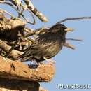 Image of Spotless Starling