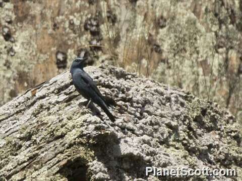 Image of Rock thrush