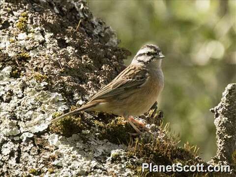 Image of Emberiza Linnaeus 1758