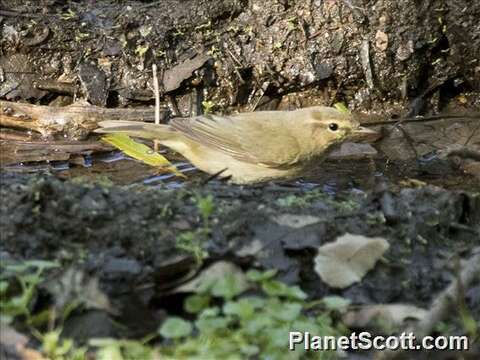 Image of Iberian Chiffchaff