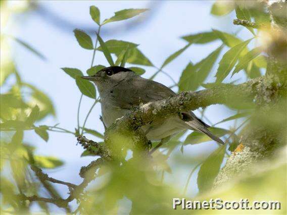 Image of Typical warblers