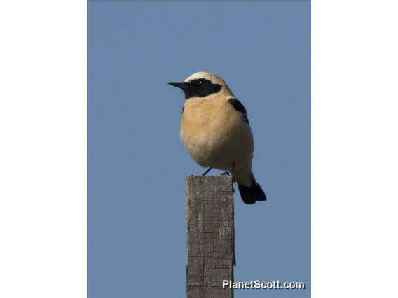 Image of Wheatear