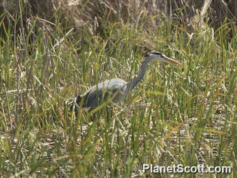 Image of Ardea Linnaeus 1758