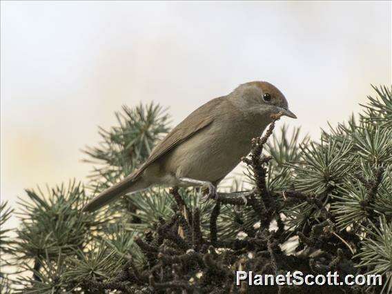 Image of Typical warblers