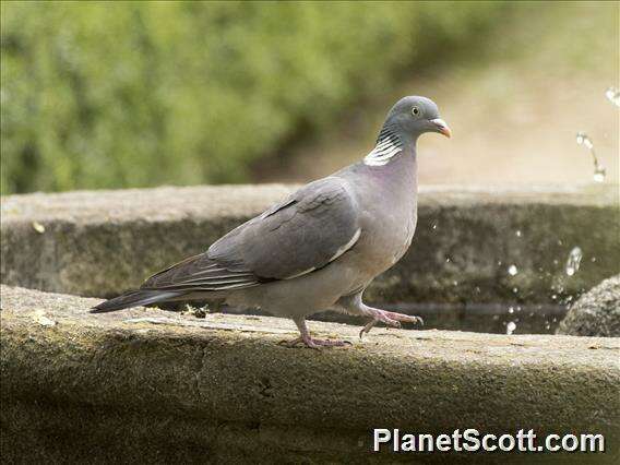 Image of Columba Linnaeus 1758