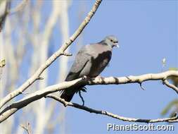 Image of Stock Dove