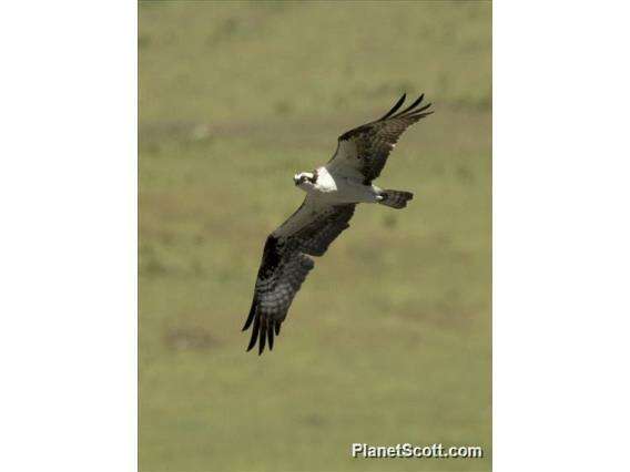 Image of ospreys