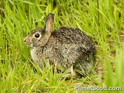 Image of Cottontail rabbit