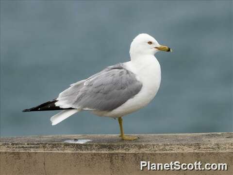 Larus Linnaeus 1758 resmi