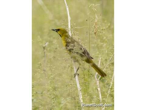 Image of New World orioles