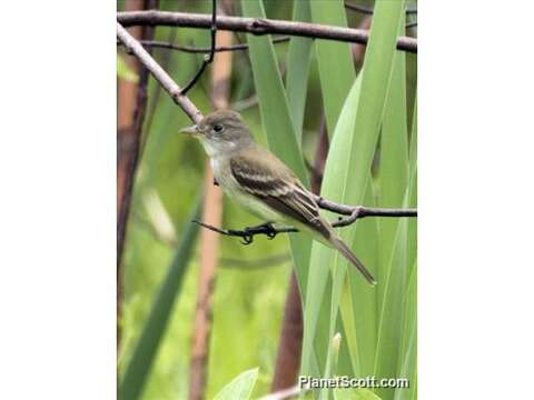 Image of Empidonax Cabanis 1855