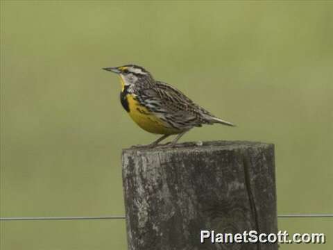 Image of Meadowlark