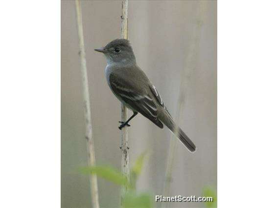 Image of Empidonax Cabanis 1855