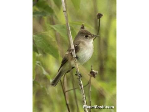 Image of Empidonax Cabanis 1855