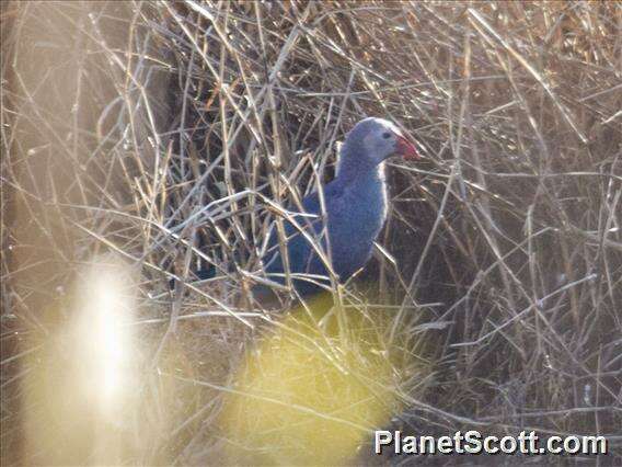 Image of Swamphen