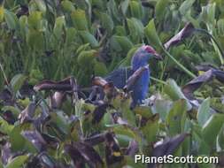 Image of Black-backed Swamphen