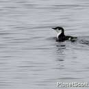 Image of Guadalupe Murrelet