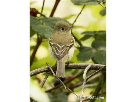 Image of Empidonax Cabanis 1855