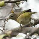 Image of Connecticut Warbler