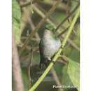 Image of Violet-bellied Hummingbird