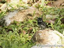 Image of Typical Seedeaters and Seed Finches