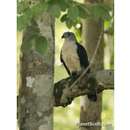 Image of Gray-headed Kite