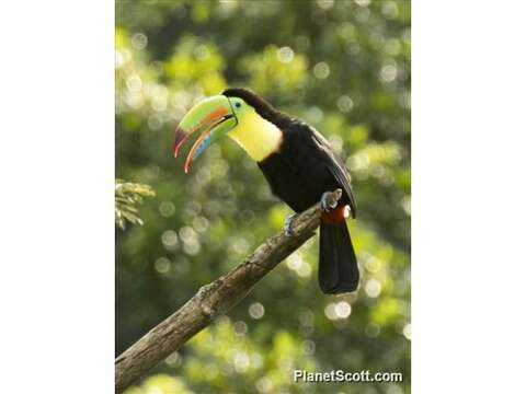 Image of Toucan Sp.