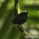 Image de Manakin à tête bleue