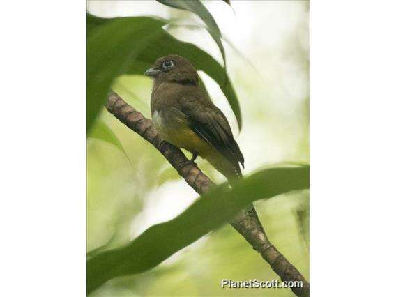 Image of Trogon Brisson 1760