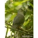 Image of Gray-chested Dove