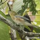 Image of Bay-breasted Warbler