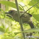 Image of Fasciated Antshrike