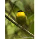 Image of Golden-collared Manakin