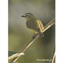 Image of Brown-capped Tyrannulet