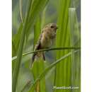 Image of Ruddy-breasted Seedeater