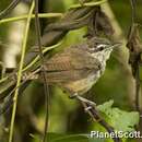 Image of Isthmian Wren