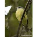 Image of Yellow-crowned Tyrannulet