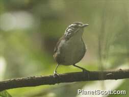 Image of Henicorhina Sclater, PL & Salvin 1868