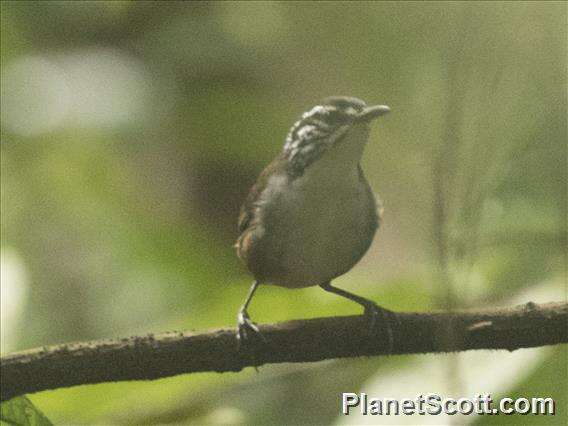 Image of Henicorhina Sclater, PL & Salvin 1868